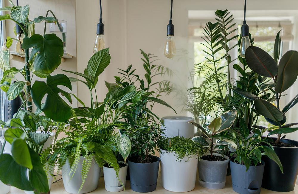 Plants & Trees