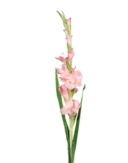 Gladiolus Pink