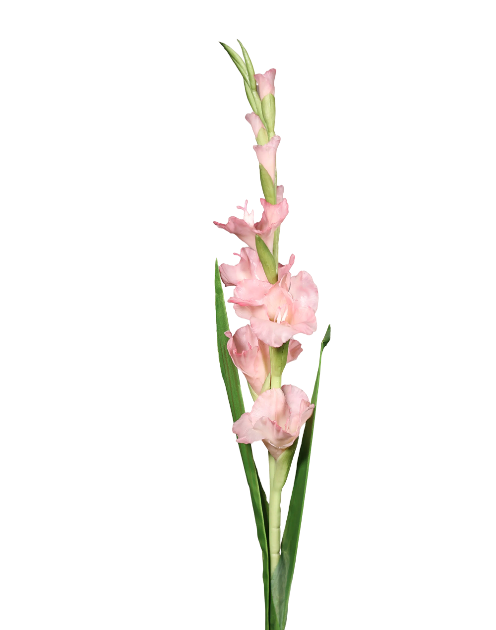 Gladiolus Pink