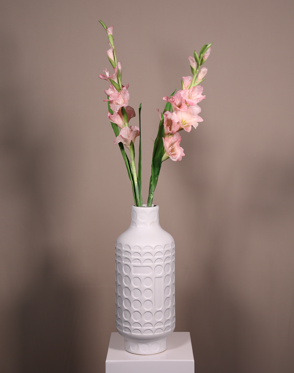 Gladiolus Pink
