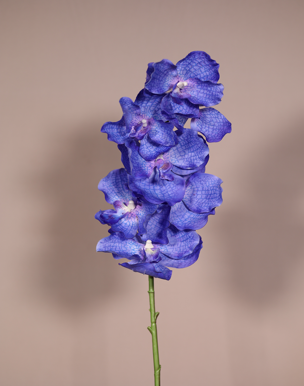 Blue Vanda Real Touch-30" Blue