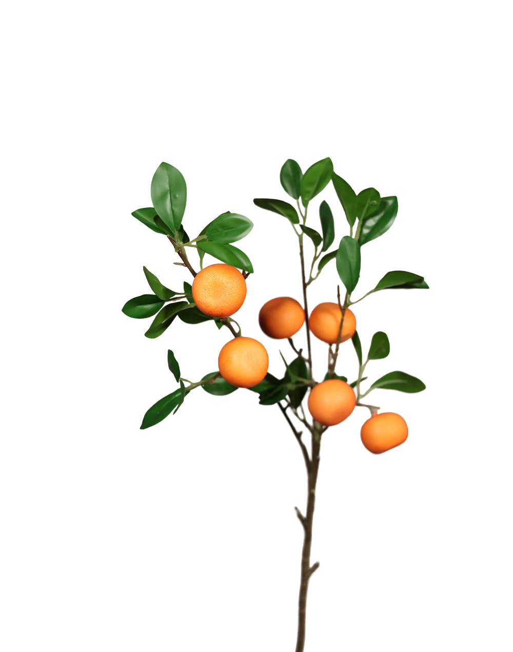 tangerine Branch