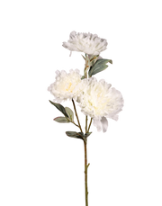 White Peony Bunch-36"