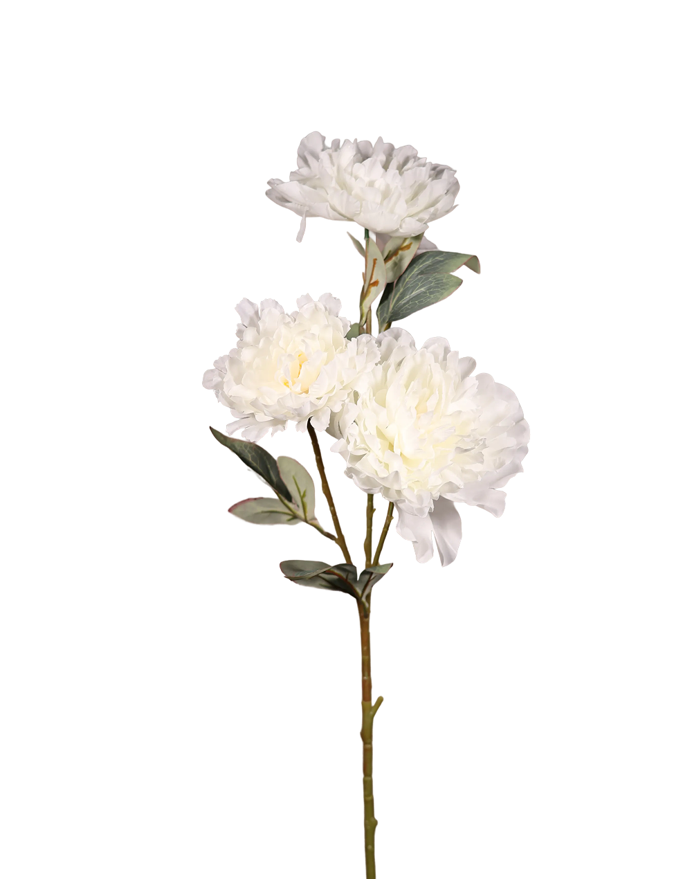 White Peony Bunch-36"