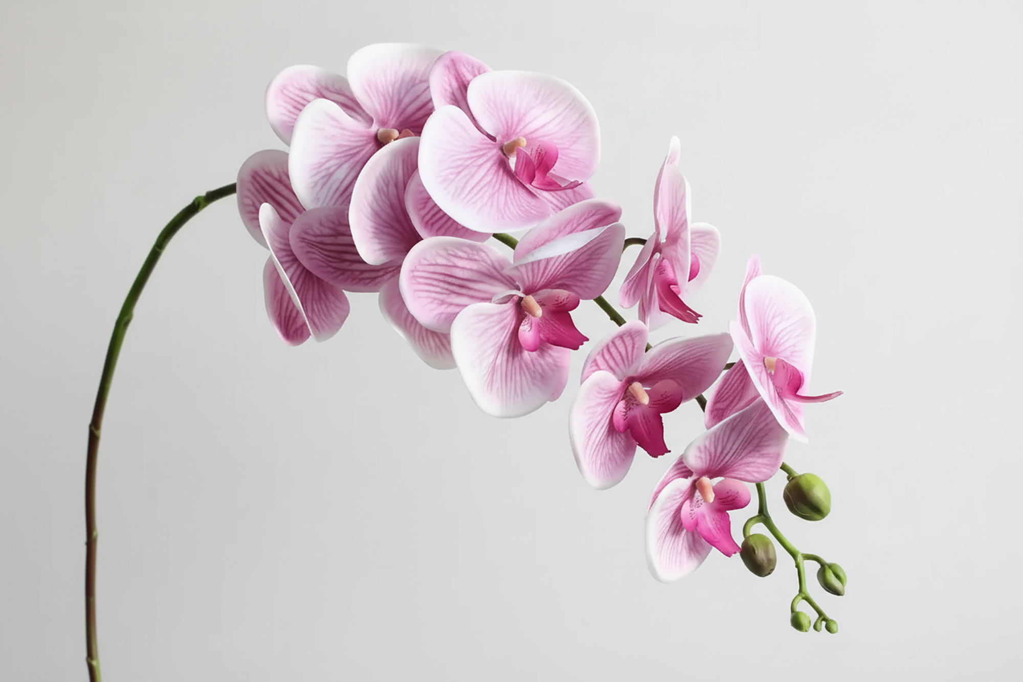 Orchids