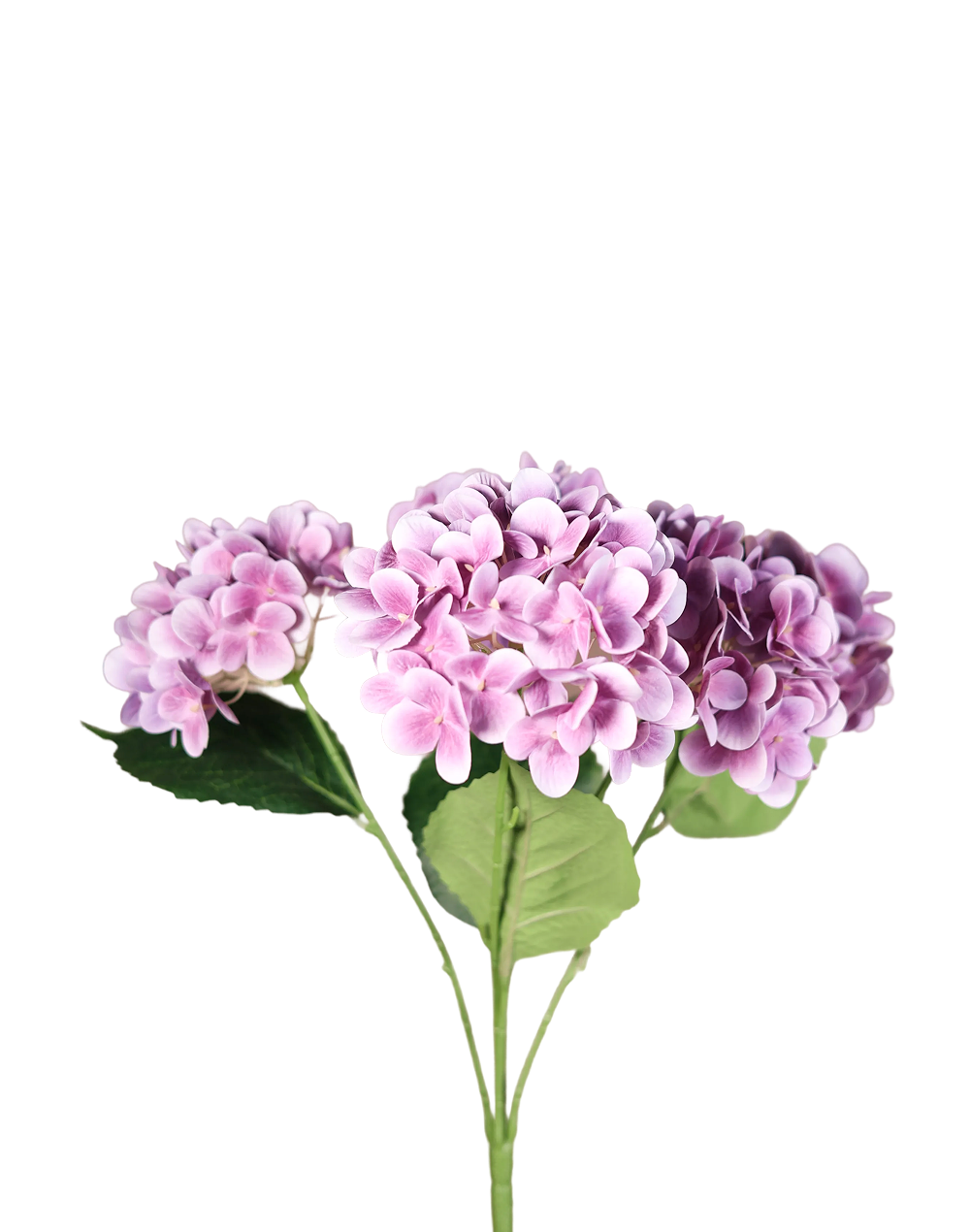 Purple Hydrangea bunch