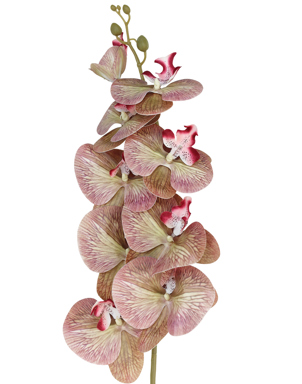 Orchid Stem 9-Head 42" | Available in 8 Colors