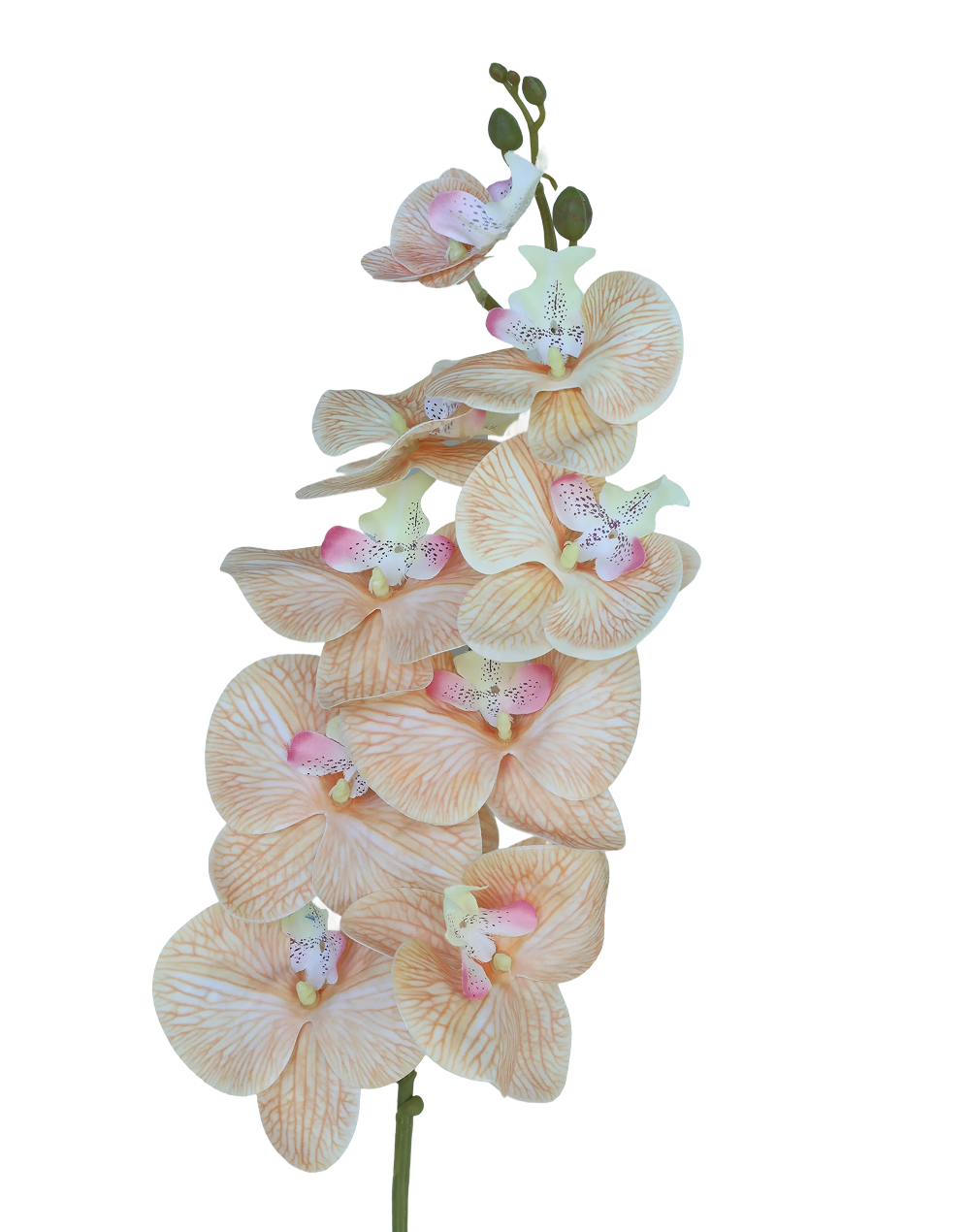 Orchid Stem 9-Head 42" | Available in 8 Colors