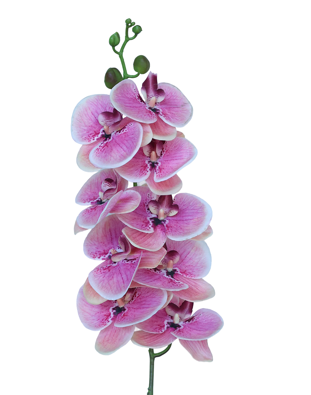 Real Touch Orchid Stem | Available in 6 Colors