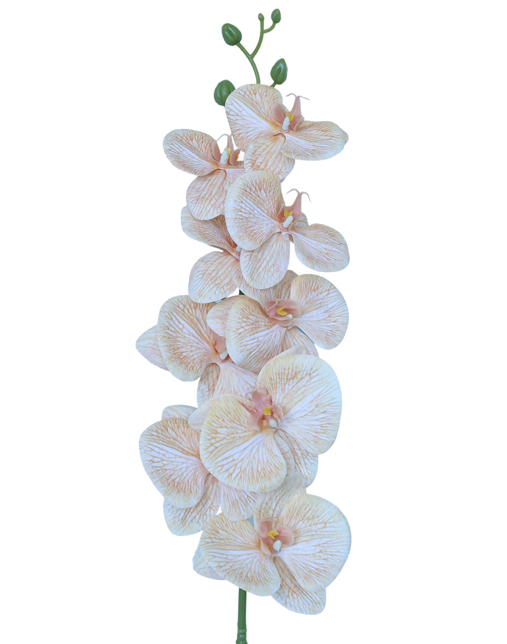3D Orchid Stem | Available in 31 Colors