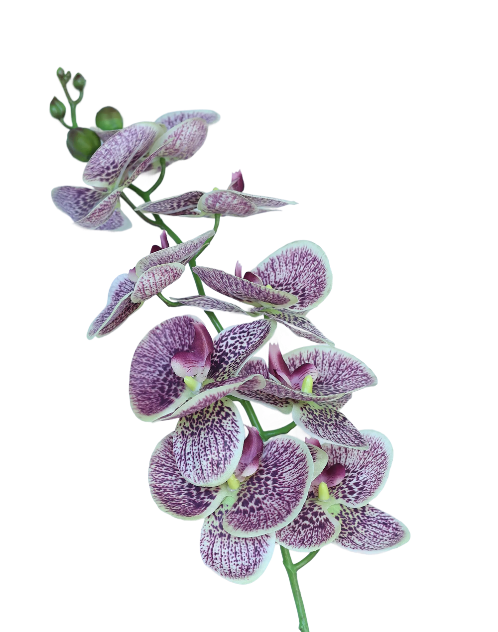 Real Touch Orchid Stem | Available in 6 Colors