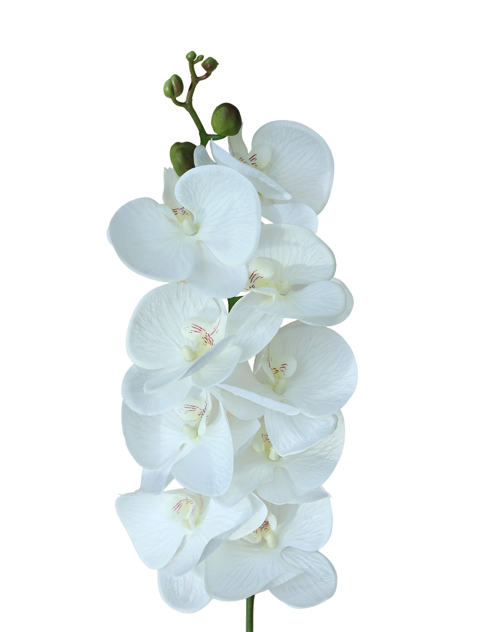 Real Touch Orchid Stem | Available in 6 Colors