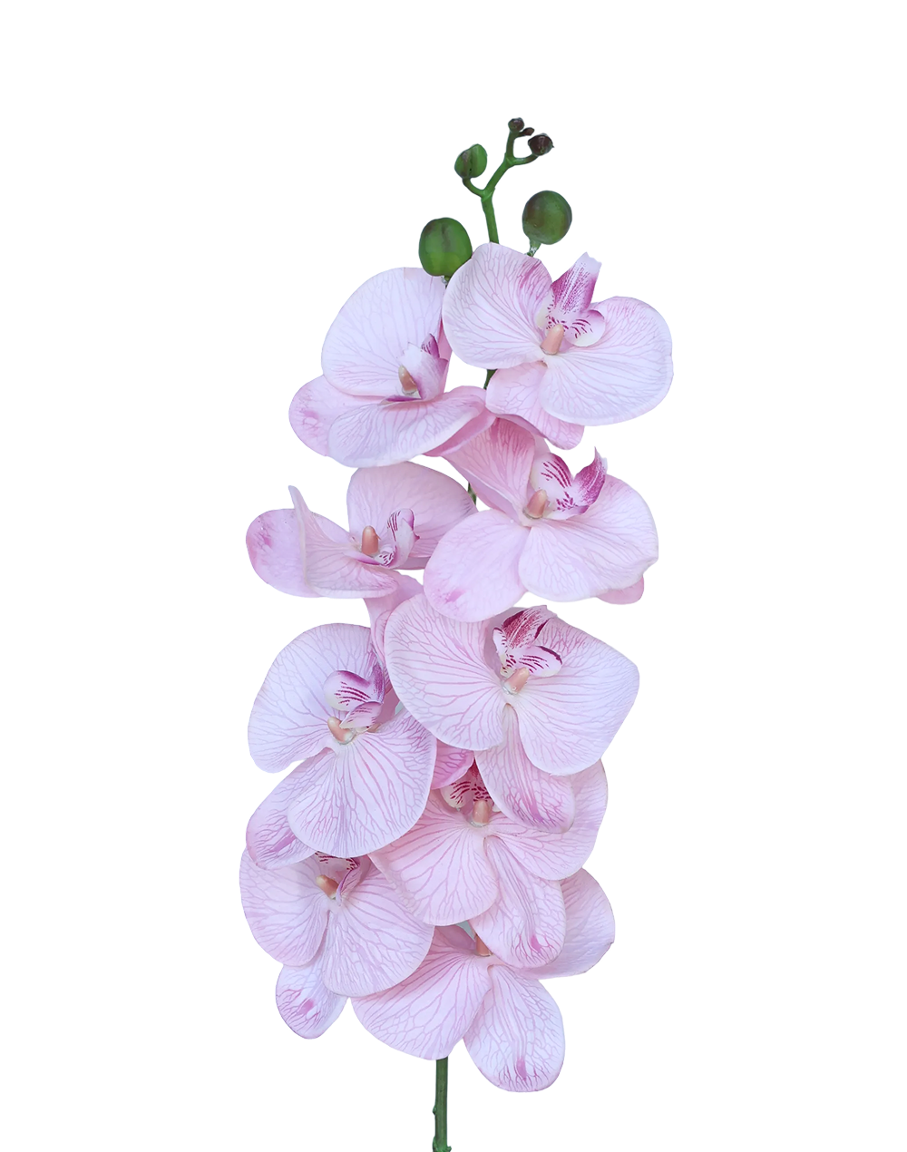 Real Touch Orchid Stem | Available in 6 Colors