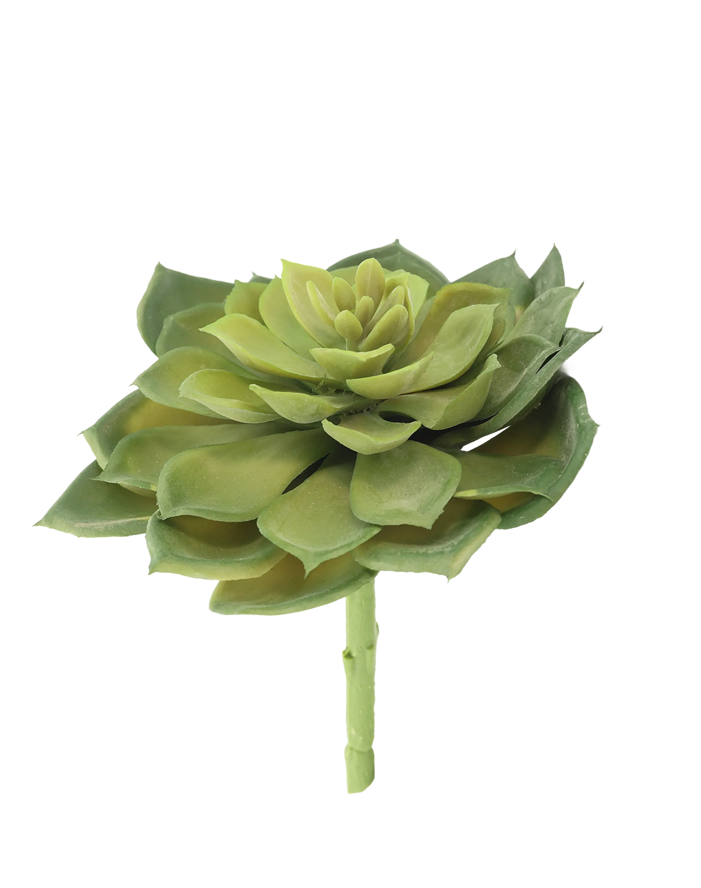 Rosette Succulent Green