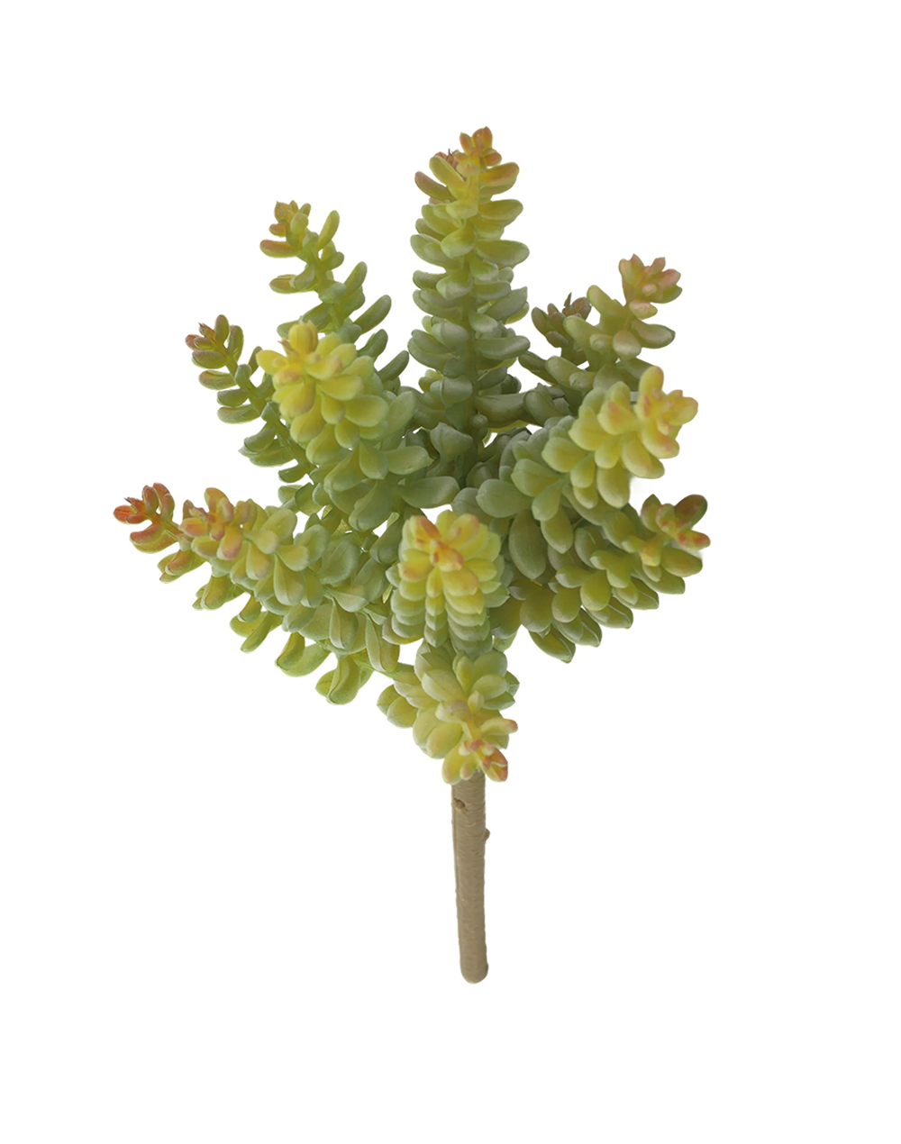 Donkey Tail Sedum
