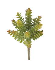 Donkey Tail Sedum
