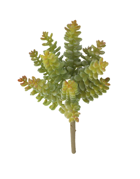 Donkey Tail Sedum