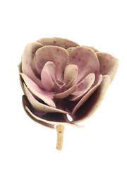 Stone Rose Succulent