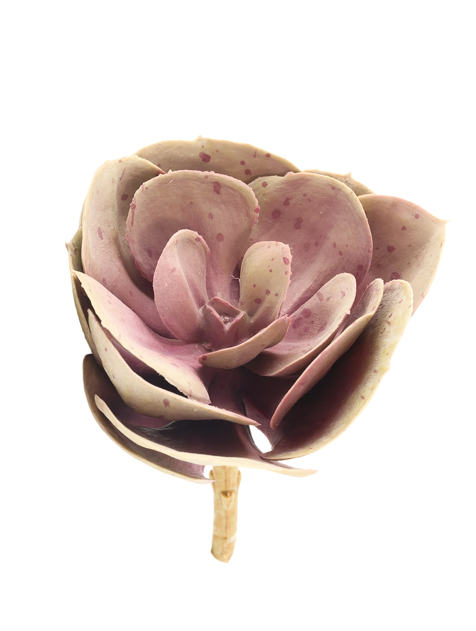 Stone Rose Succulent