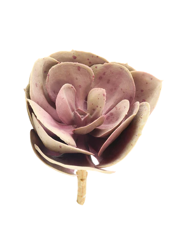 Stone Rose Succulent