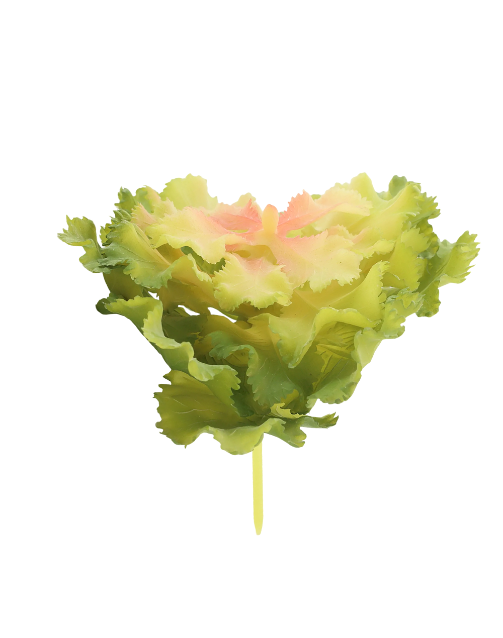Lettuce Leaf Succulent