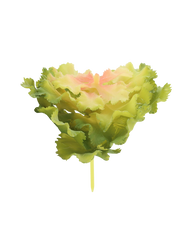 Lettuce Leaf Succulent