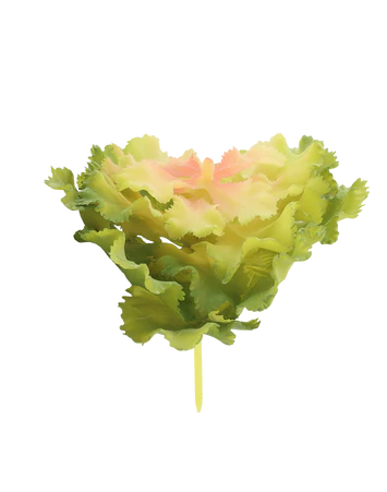 Lettuce Leaf Succulent