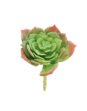 Great Snow Lotus Succulent-Medium Green