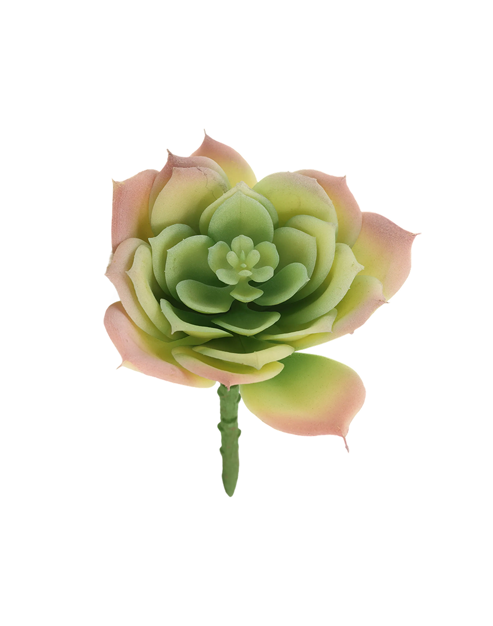 Great Snow Lotus Succulent | Available in 3 Colors