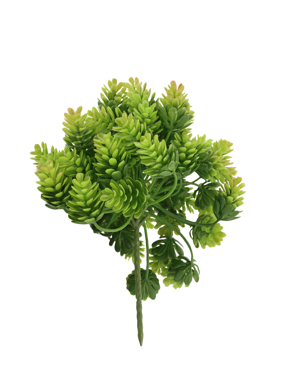 Sedum Bush Green
