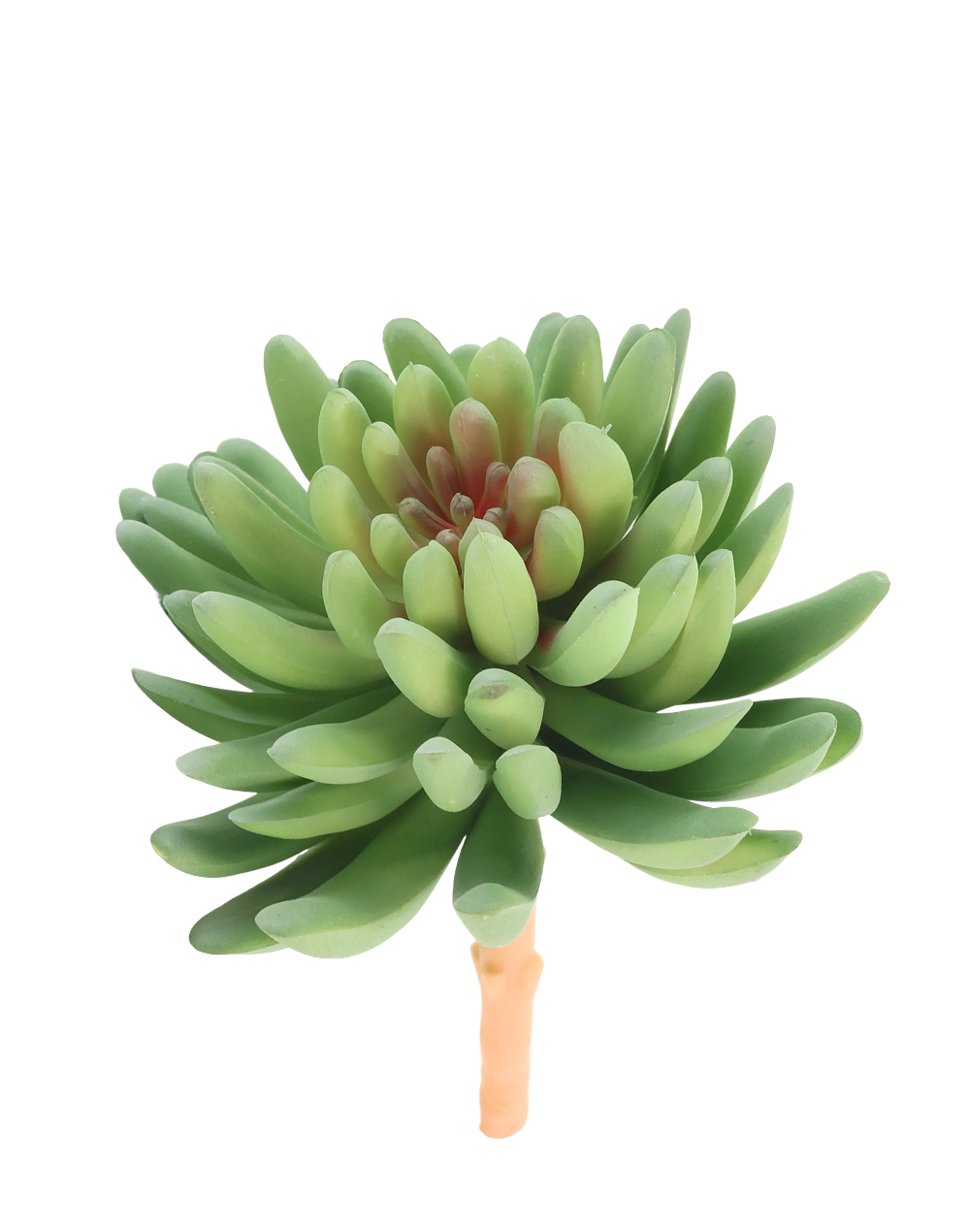 Sedum Succulent | Available in 2 Colors