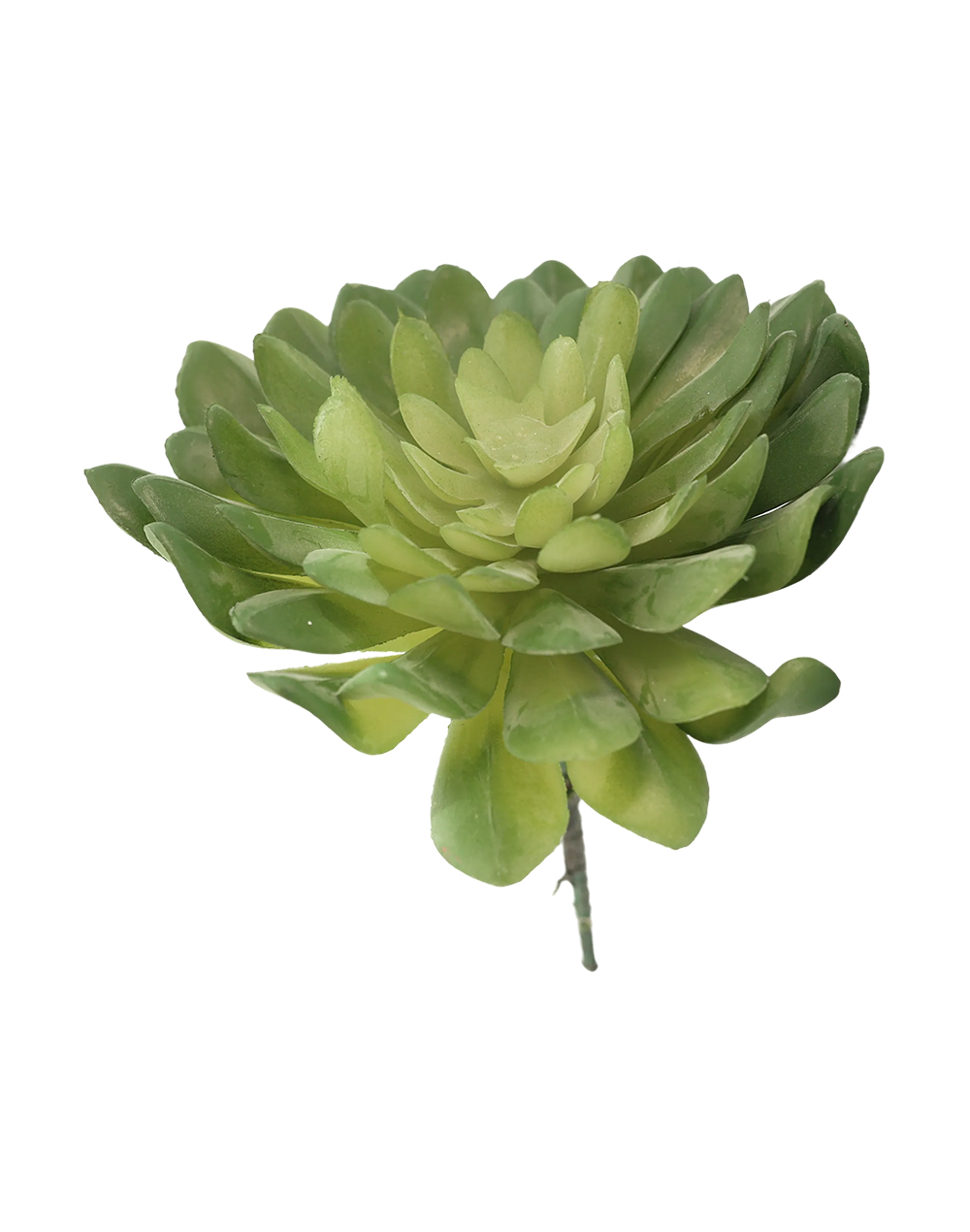 7-Head Lotus-Palm Succulent | Available in 3 Colors