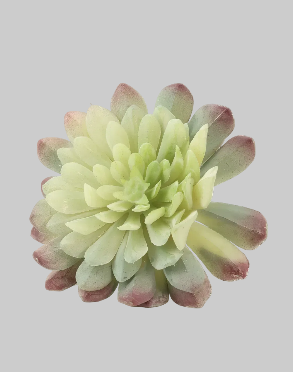 7-Head Lotus -Palm Succulent- Green Burnt Tip Green