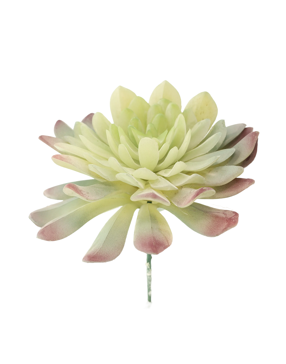 7-Head Lotus -Palm Succulent- Green Burnt Tip Green