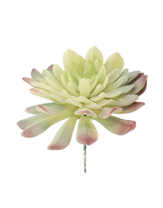 7-Head Lotus -Palm Succulent- Green Burnt Tip Green