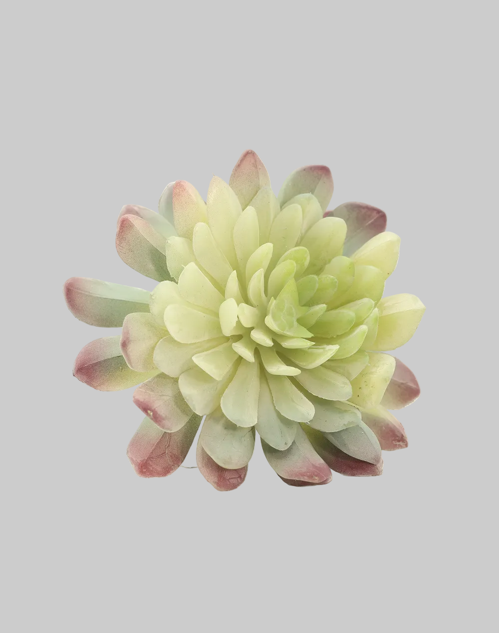 7-Head Lotus -Palm Succulent- Green Burnt Tip Green
