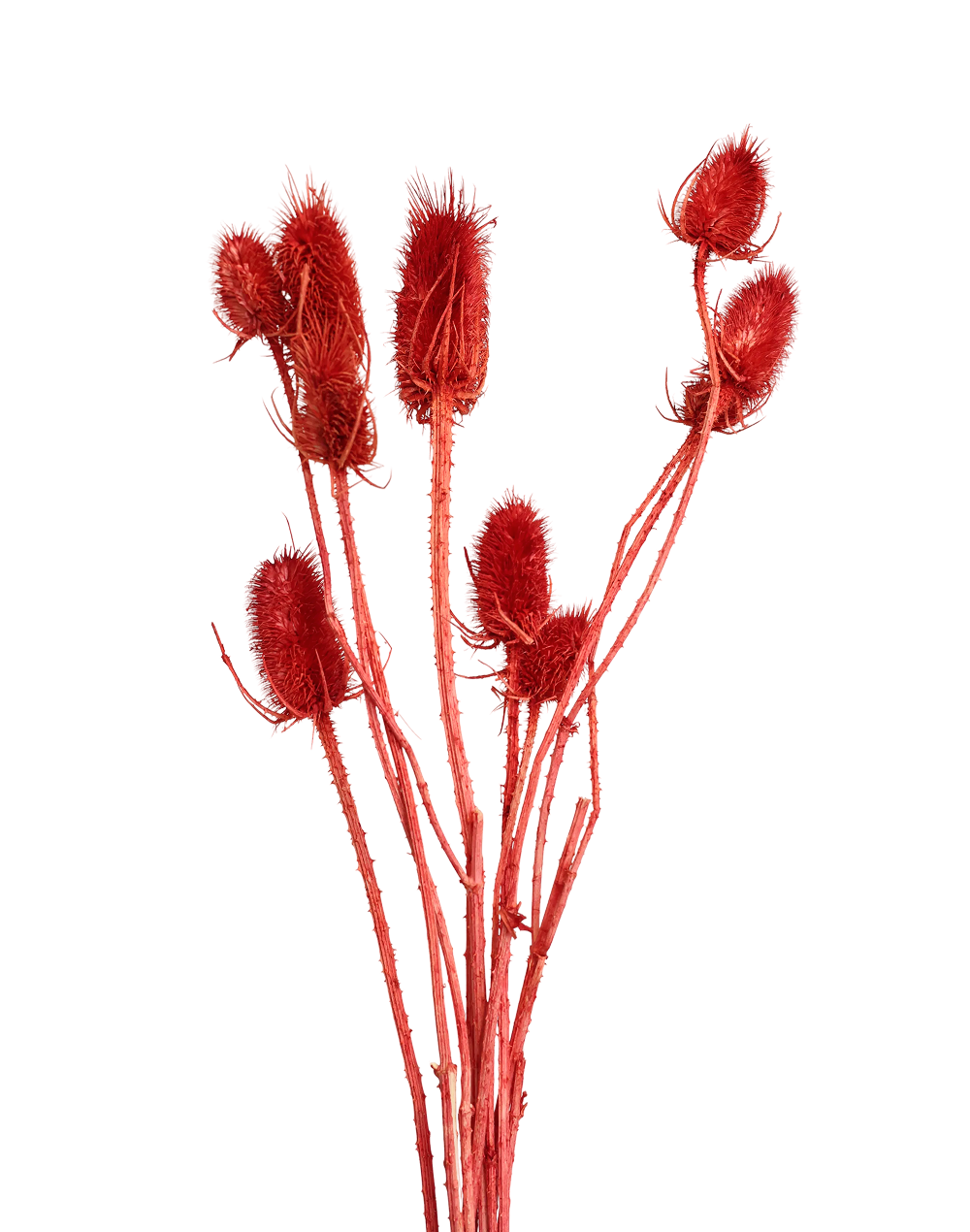 Dried Thistle | Available in 6 Colors