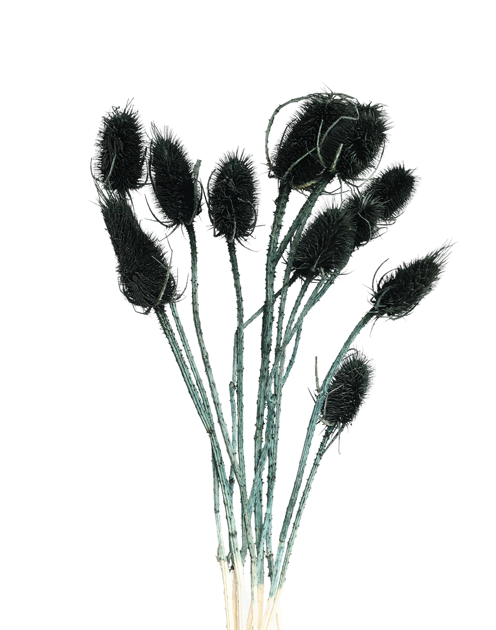 Dried Thistle | Available in 6 Colors