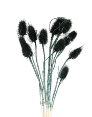 Dried Thistle | Available in 6 Colors