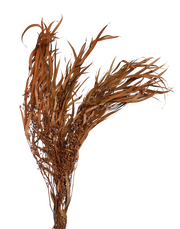 Eucalyptus Bush | Available in 3 Colors