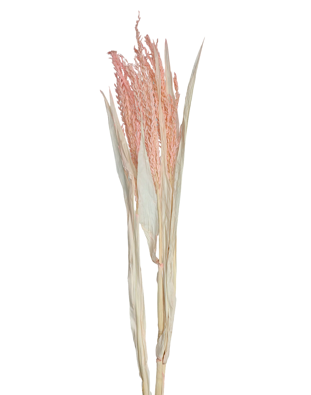 Dried Avena Oat