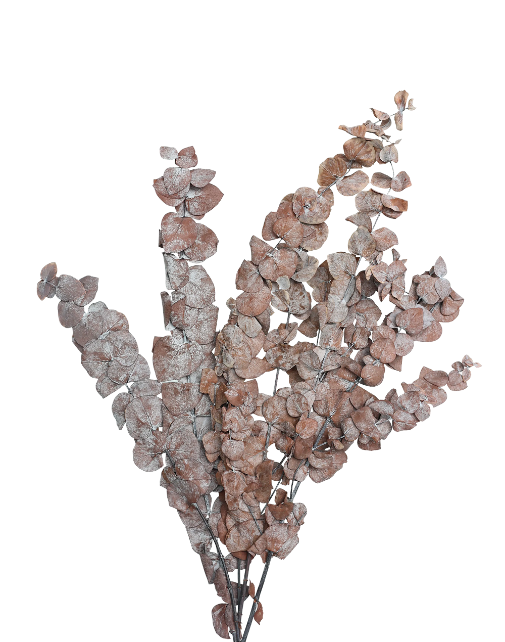 Cascading Eucalyptus | Available in 2 Colors