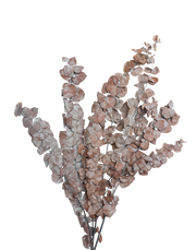 Cascading Eucalyptus | Available in 2 Colors