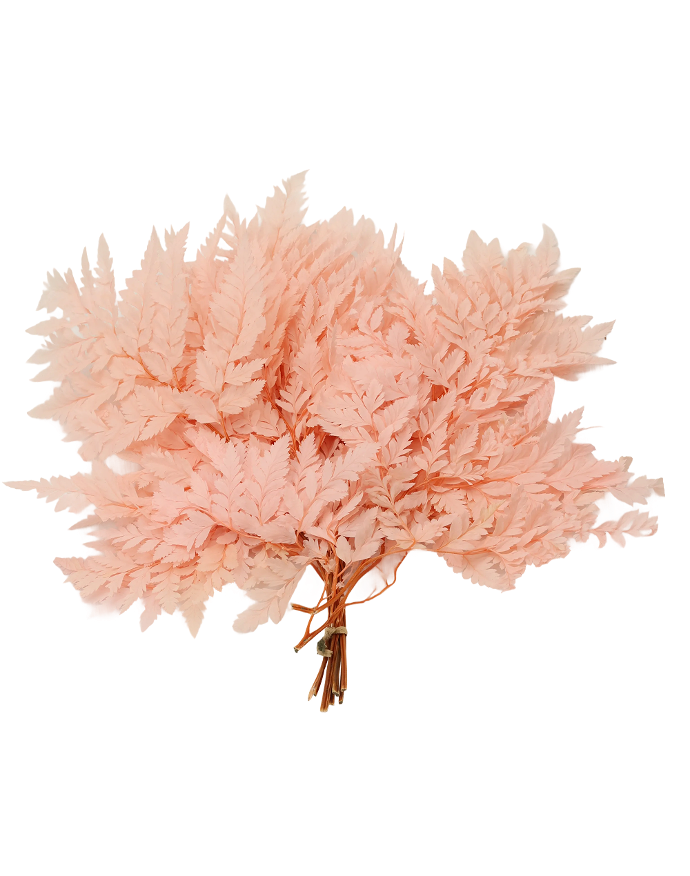 Preserved Leather Fern | Available in 2 Colors