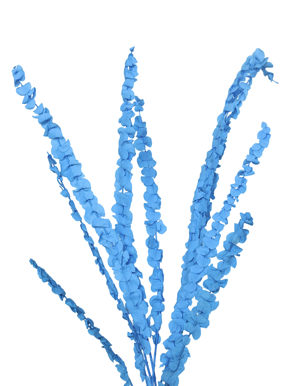 Dried Petite Eucalyptus | Available in 6 Colors