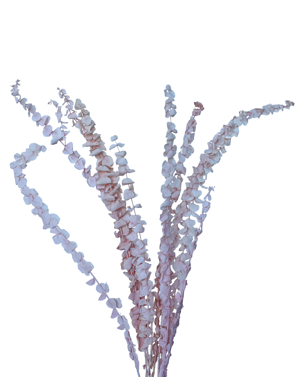 Dried Petite Eucalyptus | Available in 6 Colors