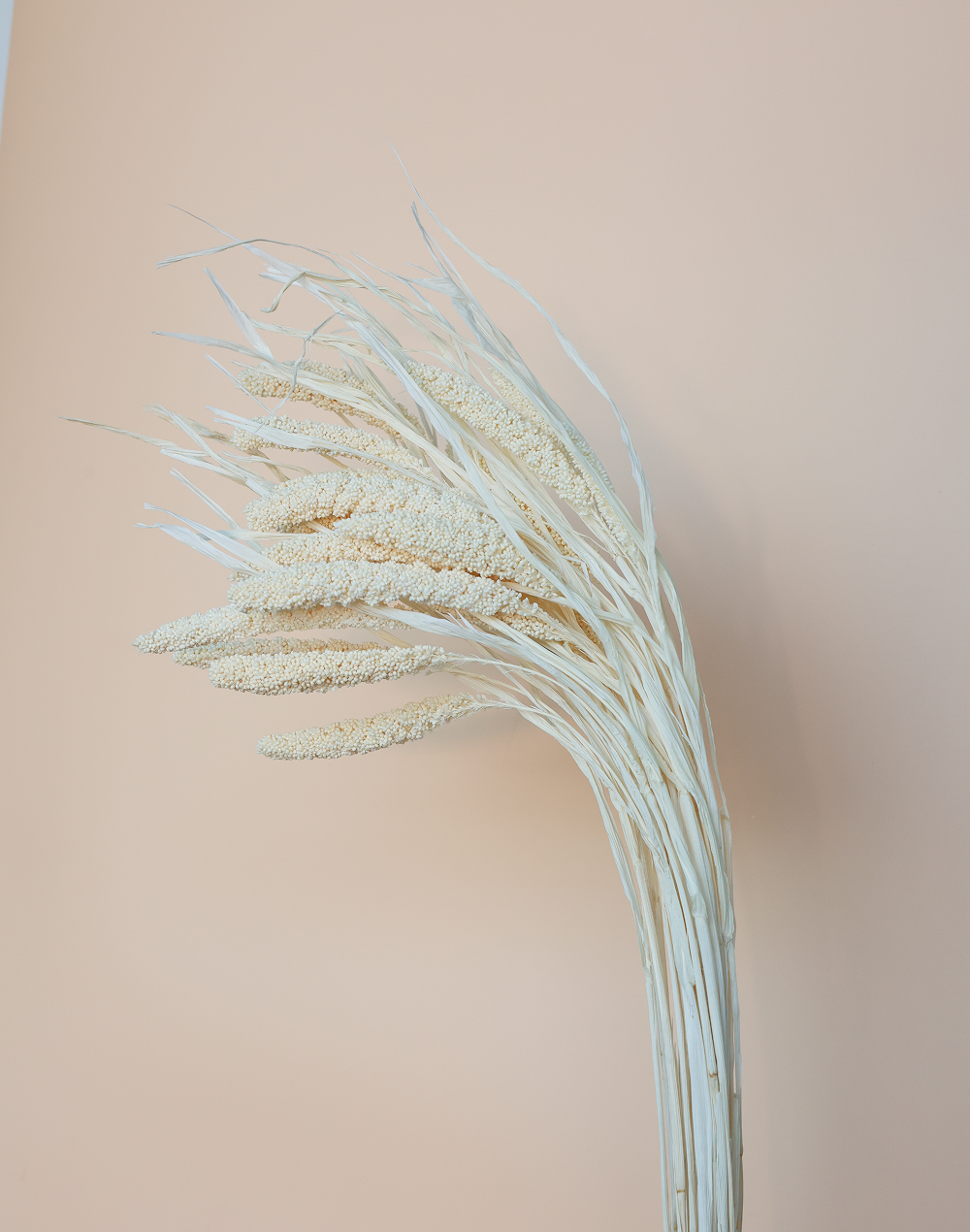 Dried Ivory Setaria