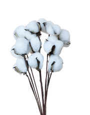 Cotton Branch