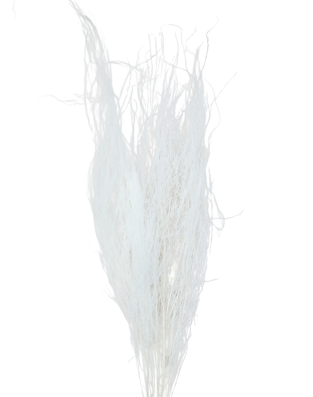 Dried White  Pampas