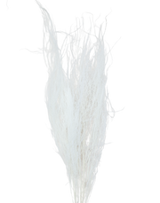 Dried White  Pampas